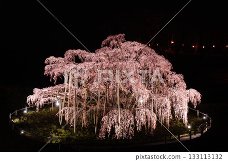 盛開的瀧櫻在燈光的襯托下熠熠生輝 133113132