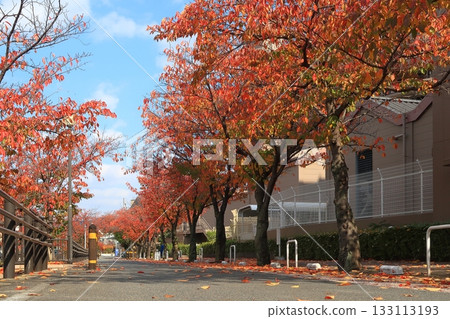 Kyoto, Fushimi, Fukakusa, cherry blossoms, autumn leaves, red, crimson, autumn, Nanase River, babbling brook, river 133113193