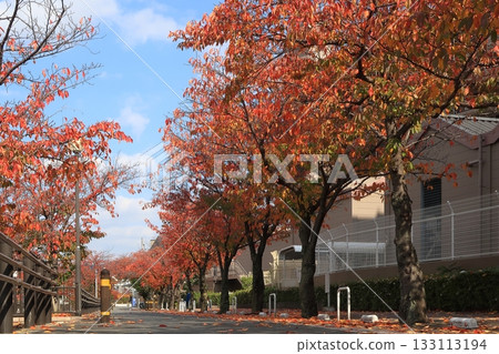 Kyoto, Fushimi, Fukakusa, cherry blossoms, autumn leaves, red, crimson, autumn, Nanase River, babbling brook, river 133113194