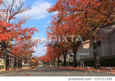 Kyoto, Fushimi, Fukakusa, cherry blossoms, autumn leaves, red, crimson, autumn, Nanase River, babbling brook, river Kyoto, Fushimi, Fukakusa, cherry blossoms, autumn leaves, red, crimson, autumn, Nanase River, babbling brook, river 133113195