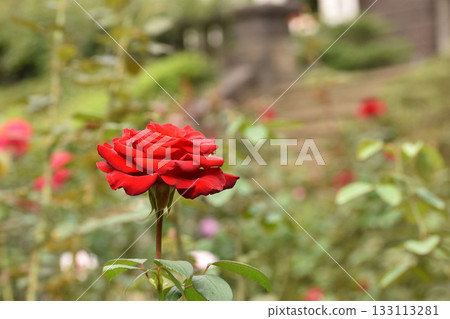 Bright red autumn roses 133113281