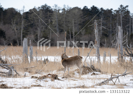 A female Hokkaido deer in Shunkunitai, Nemuro City, Hokkaido A female Hokkaido deer in Shunkunitai, Nemuro City, Hokkaido 133113322