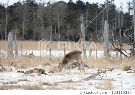 北海道根室市春國台的雌性北海道鹿 北海道根室市春國台的雌性北海道鹿 133113323