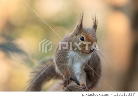 井之頭自然動物園的日本松鼠－自由活動的日本松鼠 133113337