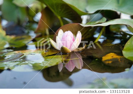 Lotus flower Lotus flower 133113528