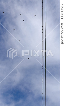 Flying Birds and Power Lines in Cloudy Sky 133113542