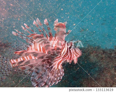 Lionfish swimming among the ocean rocks Lionfish swimming among the ocean rocks 133113619
