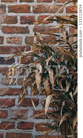 Withered Plant Against Brick Wall Withered Plant Against Brick Wall 133113654