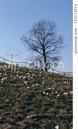 A leafless tree stands on a grassy hill covered with blooming crocuses A leafless tree stands on a grassy hill covered with blooming crocuses 133113659