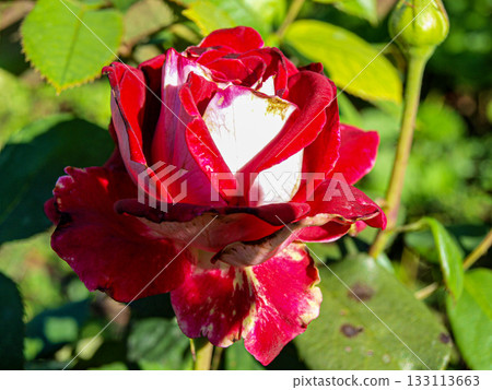 Rosehip rose on a background of green foliage. 133113663