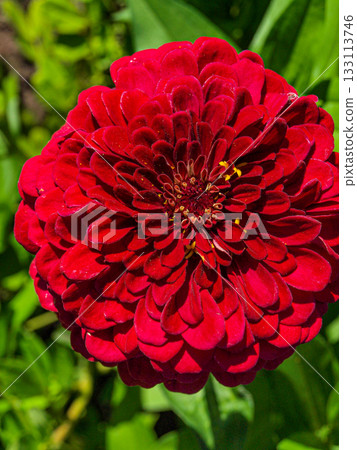 The large red flower of the cynium is frontal. The large red flower of the cynium is frontal. 133113746
