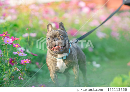 散步的法國鬥牛犬 散步的法國鬥牛犬 133113866