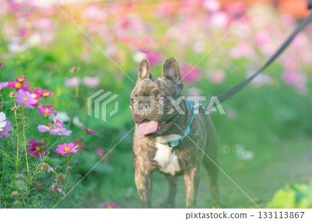 散步的法國鬥牛犬 133113867