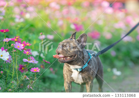 散步的法國鬥牛犬 散步的法國鬥牛犬 133113868