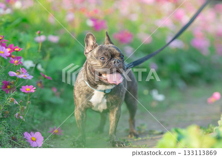 French bulldog for a walk French bulldog for a walk 133113869