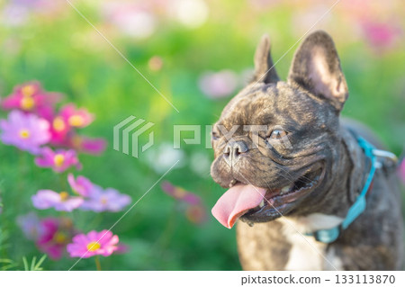 散步的法國鬥牛犬 133113870
