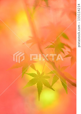 秋天的樹葉 秋天的樹葉 133114214