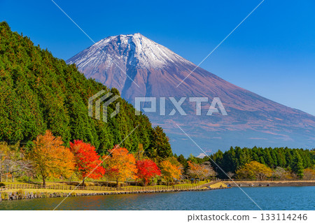 [Shizuoka Prefecture] Lake Tanuki and the lakeside road: Burning autumn leaves lining the trees 133114246