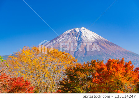 [Shizuoka Prefecture] Lake Tanuki and the lakeside road: Burning autumn leaves lining the trees 133114247