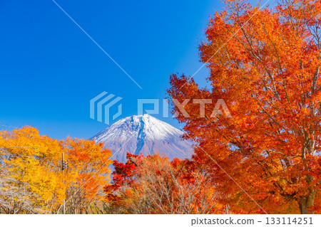 【靜岡縣】狸湖及湖畔公路：樹木旁燃燒的秋葉 133114251