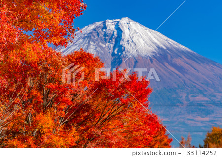 【靜岡縣】狸湖及湖畔公路:樹木旁燃燒的秋葉 【靜岡縣】狸湖及湖畔公路:樹木旁燃燒的秋葉 133114252