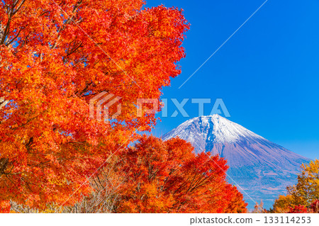 [Shizuoka Prefecture] Lake Tanuki and the lakeside road: Burning autumn leaves lining the trees 133114253