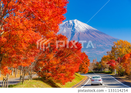 [Shizuoka Prefecture] Lake Tanuki and the lakeside road: Burning autumn leaves lining the trees 133114254