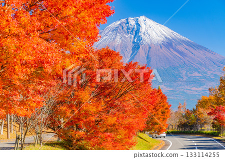 [Shizuoka Prefecture] Lake Tanuki and the lakeside road: Burning autumn leaves lining the trees 133114255