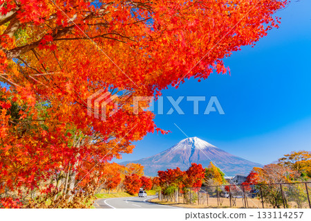 [Shizuoka Prefecture] Lake Tanuki and the lakeside road: Burning autumn leaves lining the trees 133114257