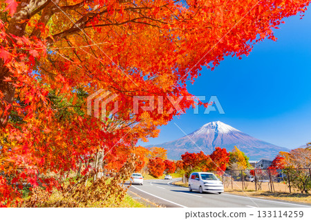 [Shizuoka Prefecture] Lake Tanuki and the lakeside road: Burning autumn leaves lining the trees 133114259