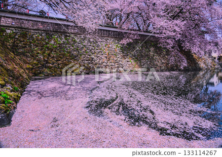 [Suwa Takashima Castle] Flower rafts in the moat [Suwa City] 133114267