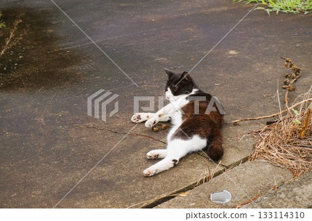 Tashiro Island, Cat Island, Odomari Port 133114310