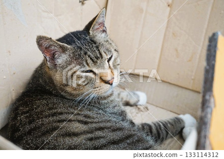 Tashiro Island, Cat Island, Odomari Port Tashiro Island, Cat Island, Odomari Port 133114312