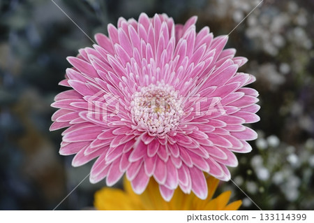 Beautiful flowers gerbera Beautiful flowers gerbera 133114399