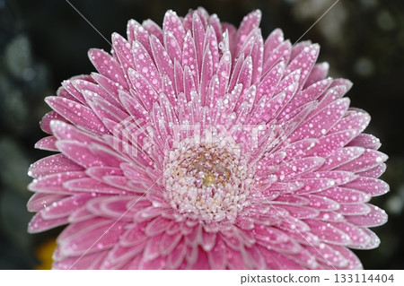 Beautiful flowers gerbera Beautiful flowers gerbera 133114404