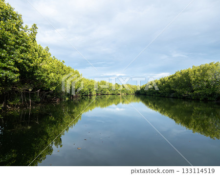 Mangrove Forest Surrounding Coastal Lagoon with Clam Water Reflection 133114519