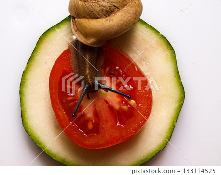 The snail eats its natural healthy proper breakfast. Tomato akhatin zucchini 133114525