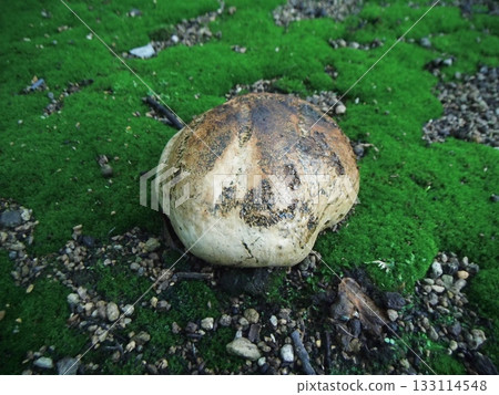 Big mysterious mushroom Big mysterious mushroom 133114548