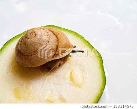 Snail akhatina zucchini and a white plate. Zen breakfast. Healthy healthy lifestyle Snail akhatina zucchini and a white plate. Zen breakfast. Healthy healthy lifestyle 133114573