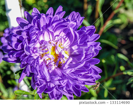 A huge purple fluffy flower, with a beautiful texture and a small fly on the petals. 133114690