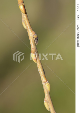 Golden Weeping Willow 133114857