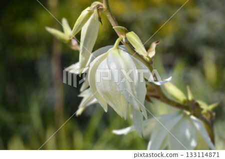 Variegated needle palm Golden Sword 133114871