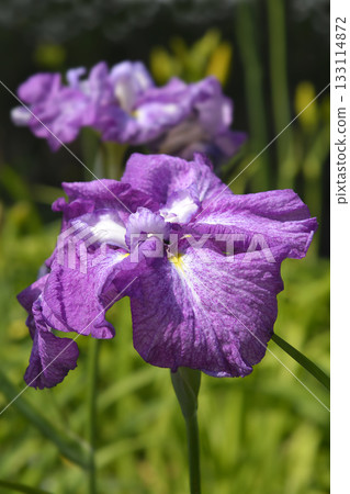 Japanese iris Royal Harlequinesque 133114872