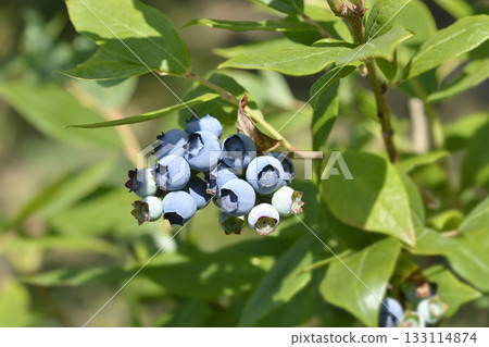 Blueberry Blueberry 133114874