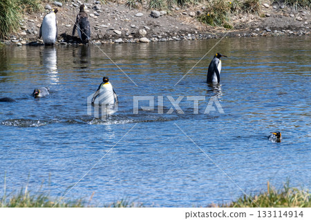 King penguin colony on Tierra de Fuego King penguin colony on Tierra de Fuego 133114914