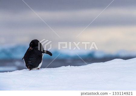 Adelie Penguin standing on an iceberg Adelie Penguin standing on an iceberg 133114921