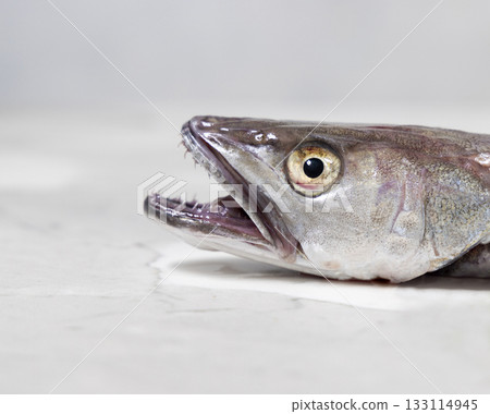 Fresh European hake fish on marble table, focus on eye and teeth. Raw uncooked Merluccius close-up Fresh European hake fish on marble table, focus on eye and teeth. Raw uncooked Merluccius close-up 133114945