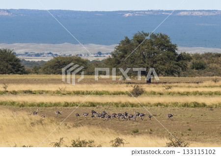 Greater Rhea, Rhea americana, in Pampas coutryside environment, La Pampa province, ,Brazil. Greater Rhea, Rhea americana, in Pampas coutryside environment, La Pampa province, ,Brazil. 133115102