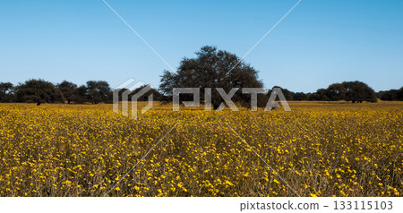 Flowered field in the Pampas Plain, La Pampa Province, Patagonia, Argentina. Flowered field in the Pampas Plain, La Pampa Province, Patagonia, Argentina. 133115103