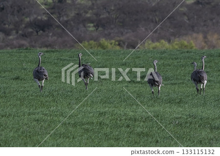 Greater Rhea, Rhea americana, in Pampas coutryside environment, La Pampa province, ,Brazil. 133115132